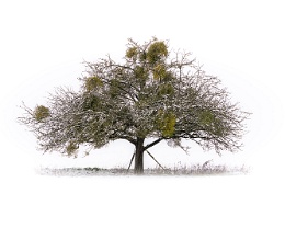 Winter apple tree 1 Erhältlich in folgenden Ausführungen: Passepartout-Bilder: FineArt Prints auf Fotopapier 260g glossy, im Passepartout weiss. Plakate: FineArt Prints auf...