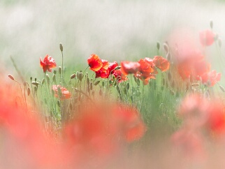 Fora und Fauna Eindrucksvolle Fotografien von Flora und Fauna